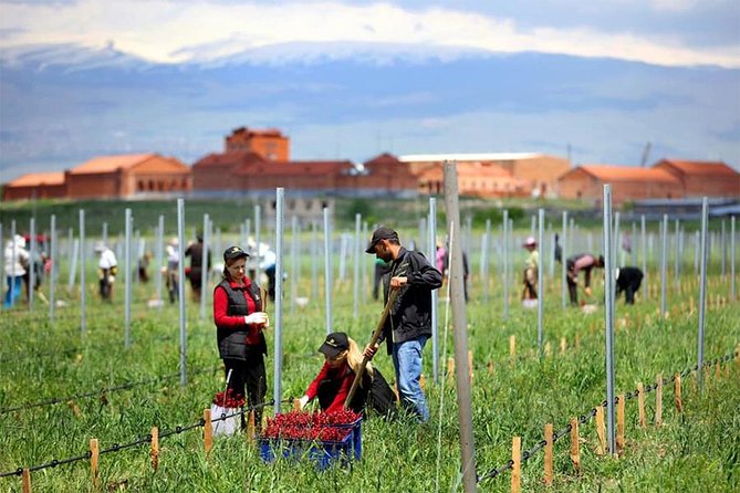 1-Day tour to Aragatsotn Wine region and Wine Route. - Van Ardi Winery and the boutique winery feel